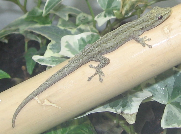 Lygodactylus angularis