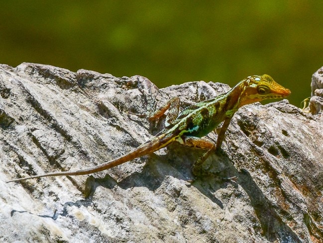 Vinales anole