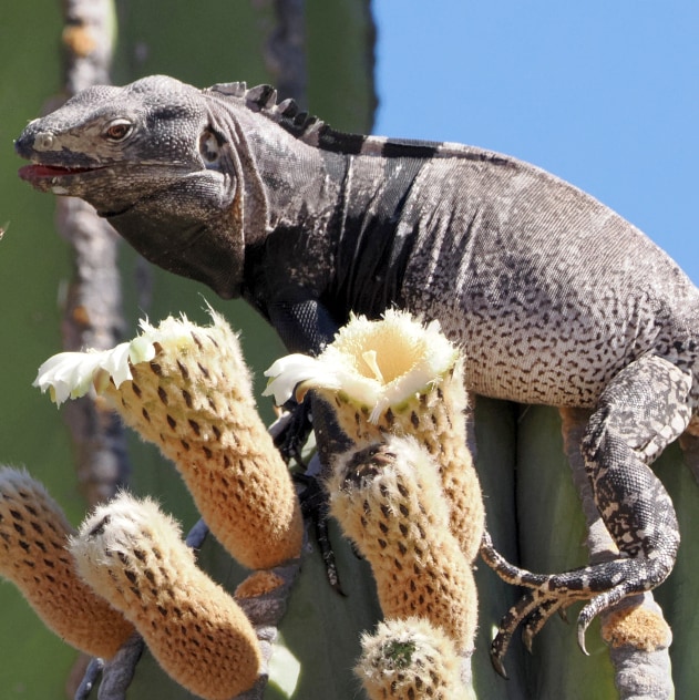 San Esteban spinytail iguana