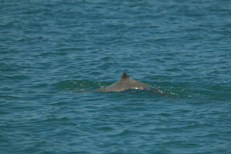 Australian snubfin dolphin