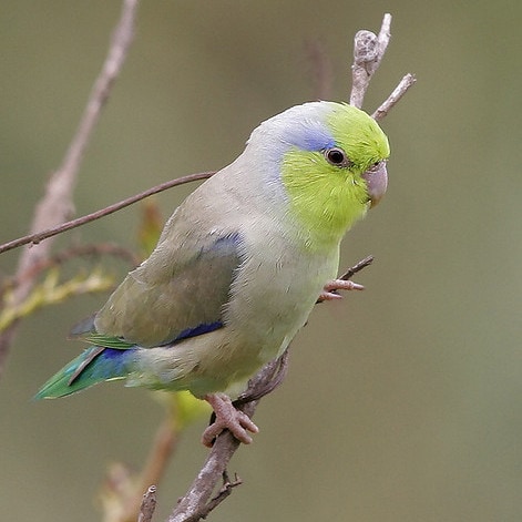 Pacific parrotlet