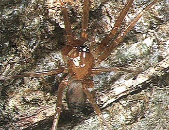 Phrurolithidae