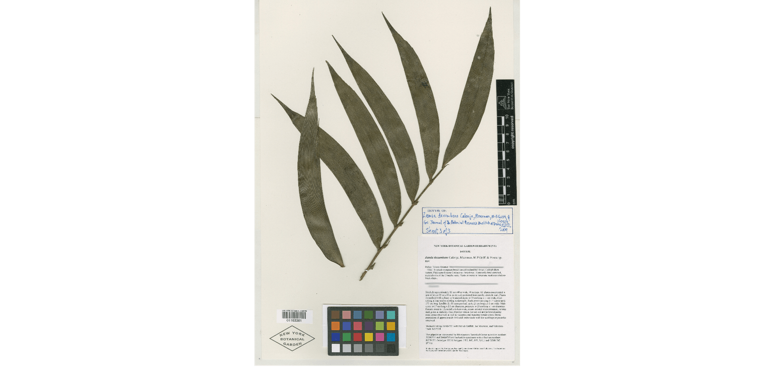 Zamia decumbens