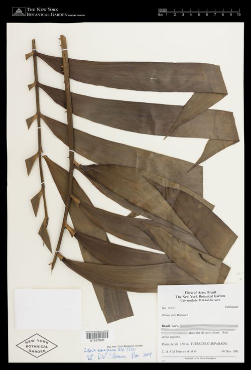 Zamia amazonum