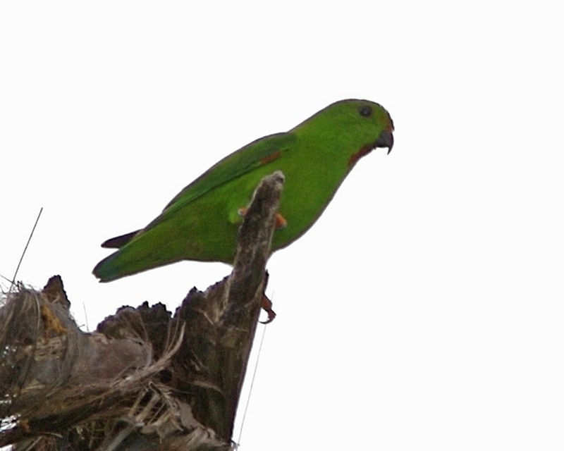 Great hanging parrot