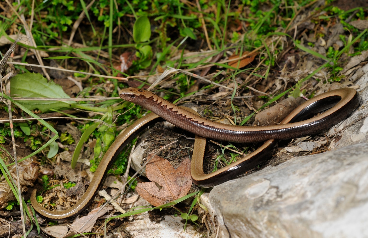 Peloponnese slowworm