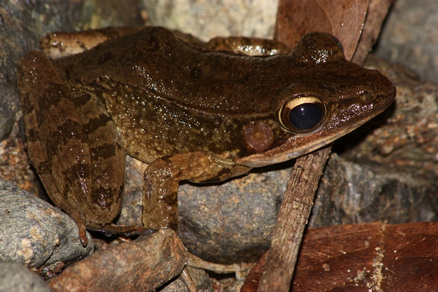 Papurana