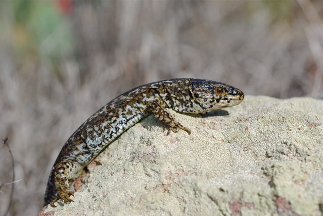 Xantusia riversiana