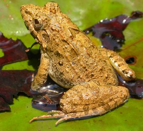 Hoplobatrachus