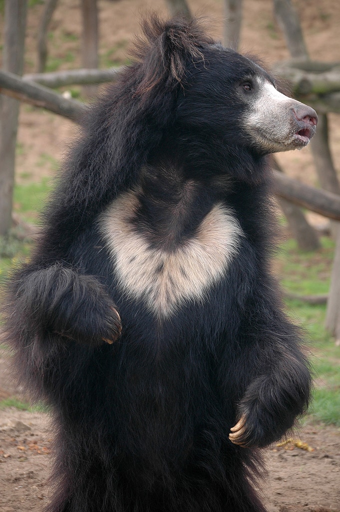 Melursus