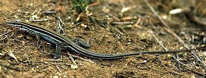 Aspidoscelis hyperythrus