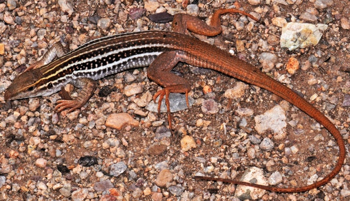 Canyon Spotted Whiptail