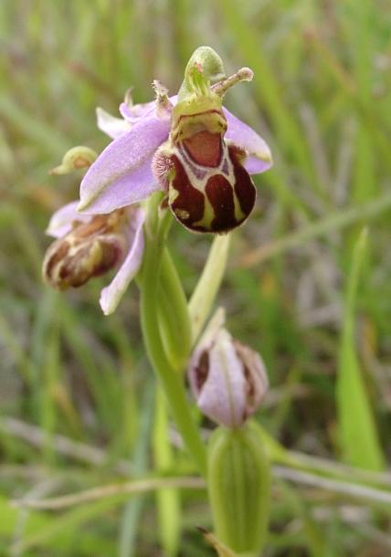 Ophrys
