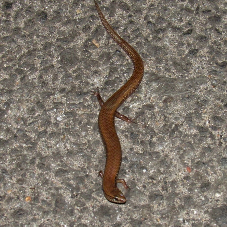 Goan leaf-litter skink