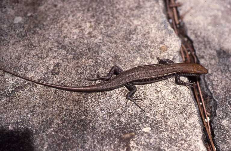 Trachylepis elegans