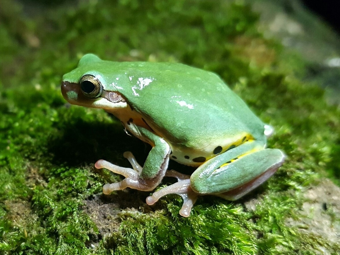 Annam tree frog