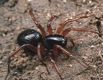 Zodariidae