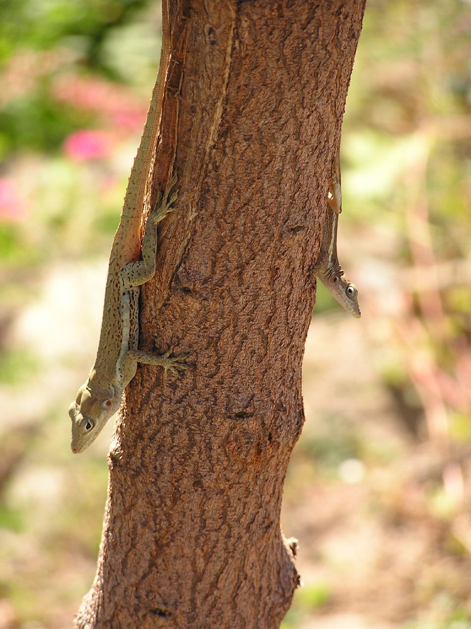 Anolis gingivinus