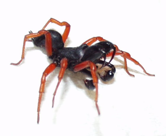 Atypidae