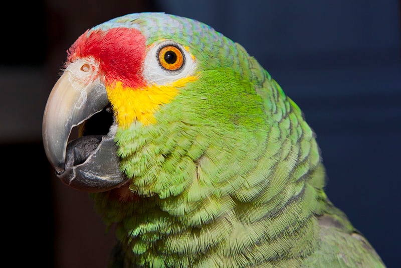 Androglossini