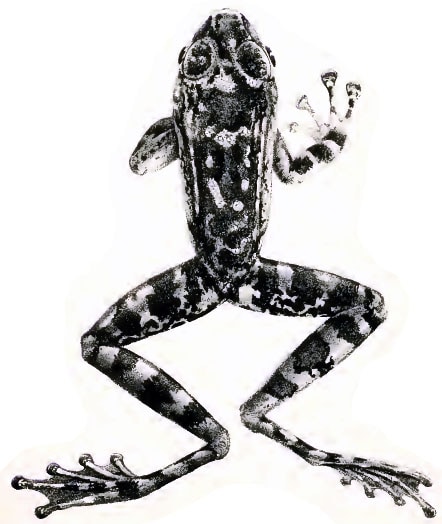 Amolops larutensis