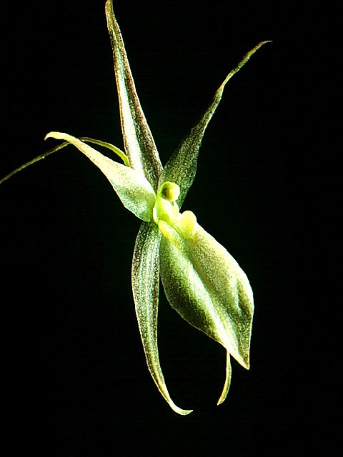 Homalopetalum