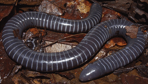 Siphonops annulatus