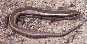 Plestiodon skiltonianus