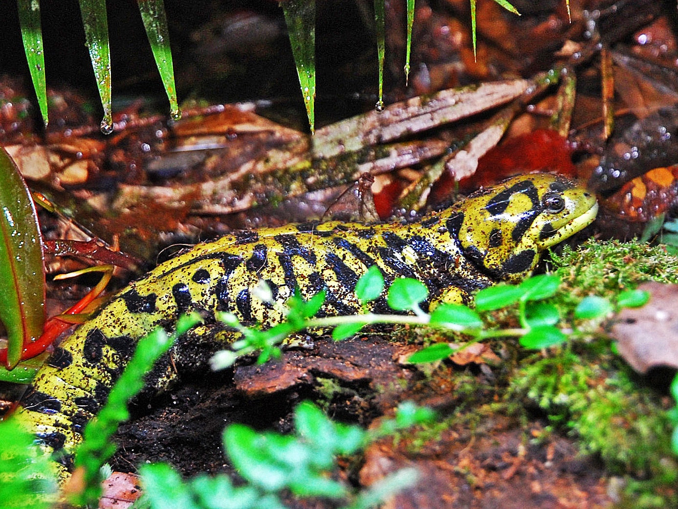 Barred tiger salamander
