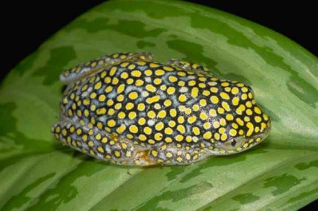Hyperoliidae