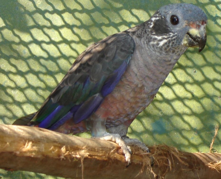 Dusky parrot