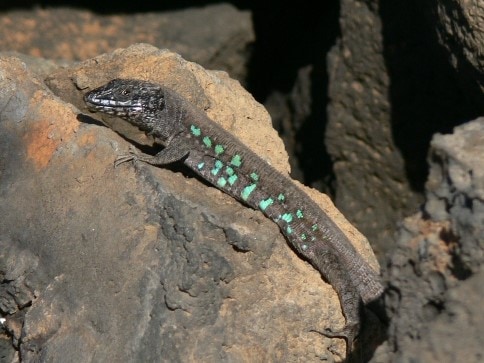 Atlantic lizard