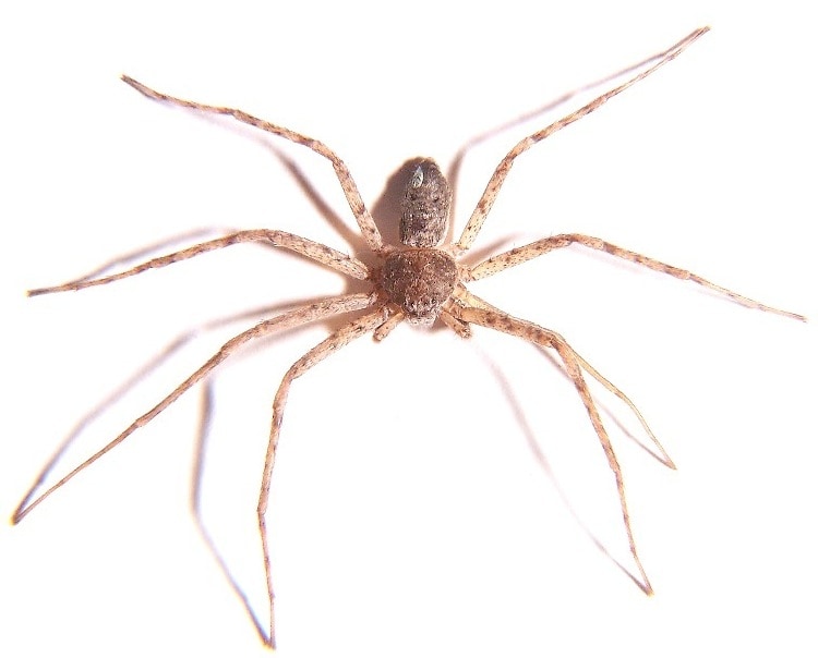 Philodromidae