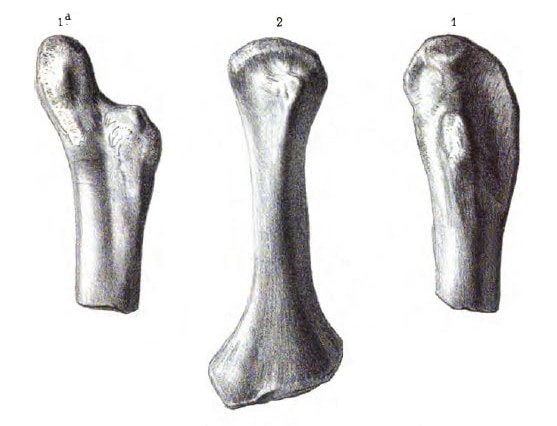 Actiosaurus