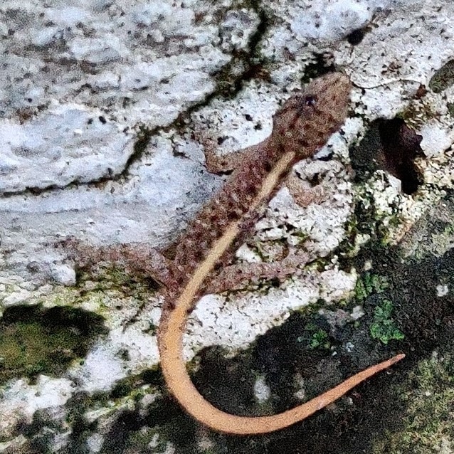 Golden-banded dwarf gecko