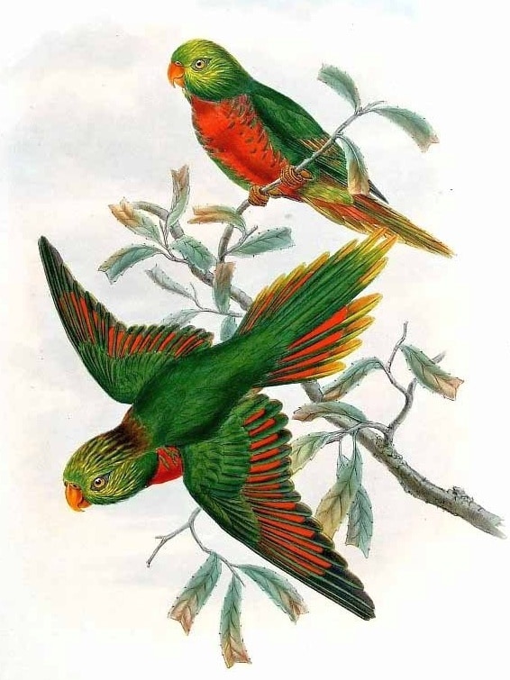 Orange-billed lorikeet