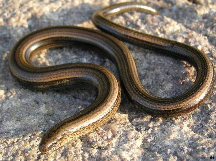 Anguis