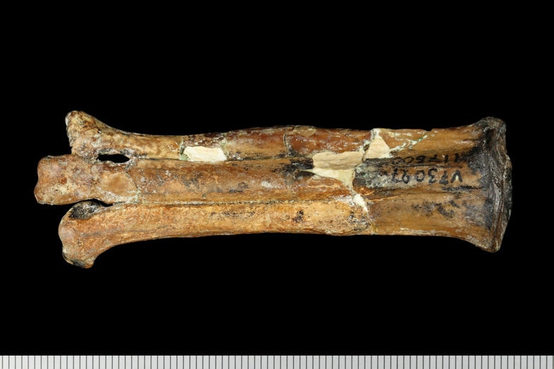 Avisaurus