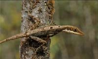Small-fanned bush anole
