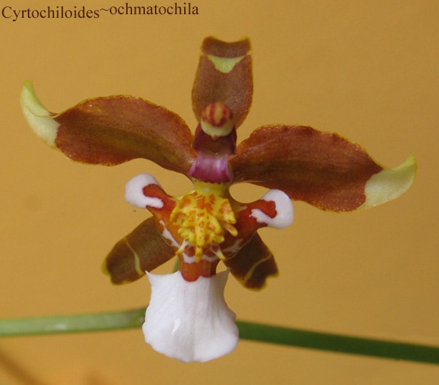 Cyrtochiloides