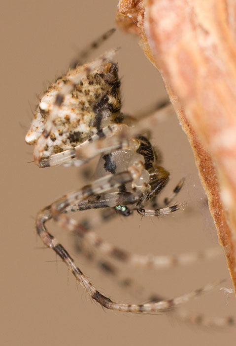 Mimetidae