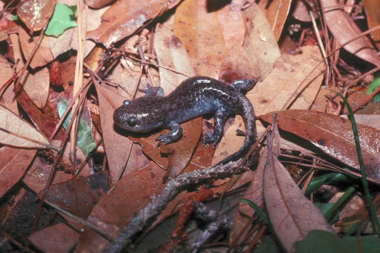 Ambystoma talpoideum