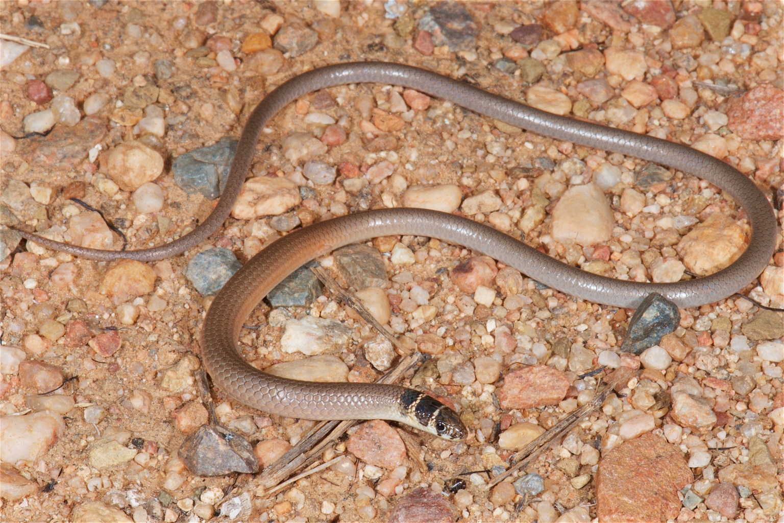 Delma tincta