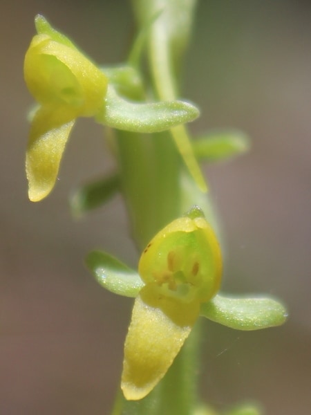 Coenoemersa