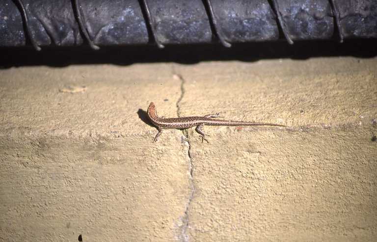 Cryptoblepharus plagiocephalus