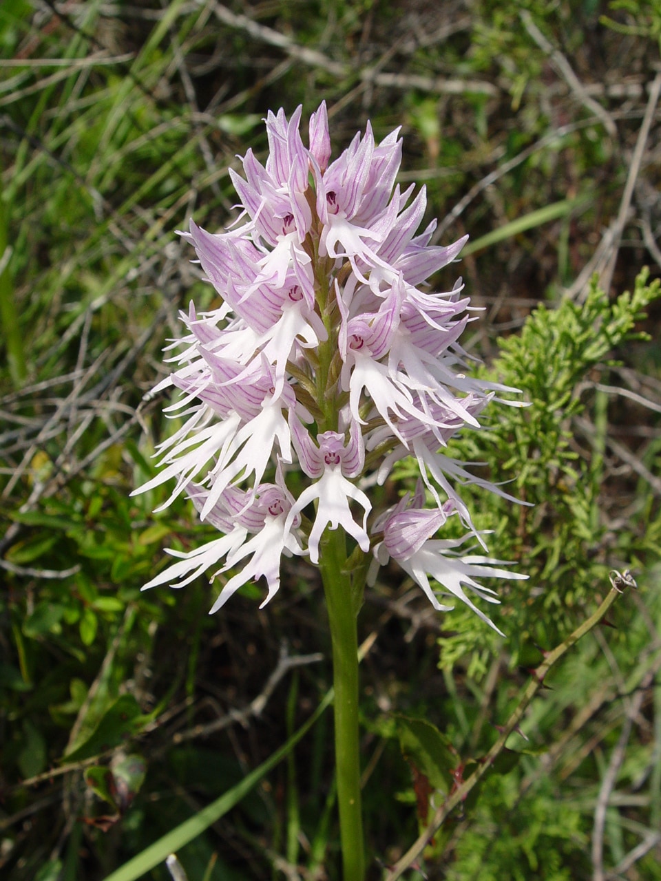 Orchis