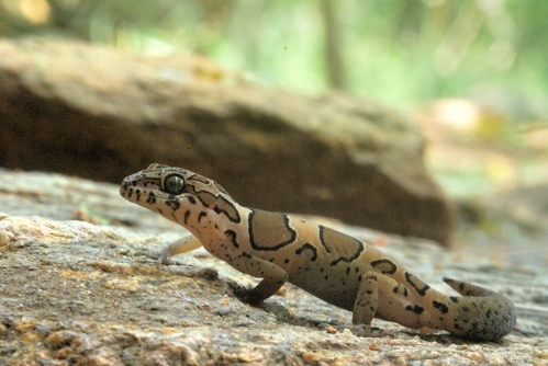 Kollegal ground gecko
