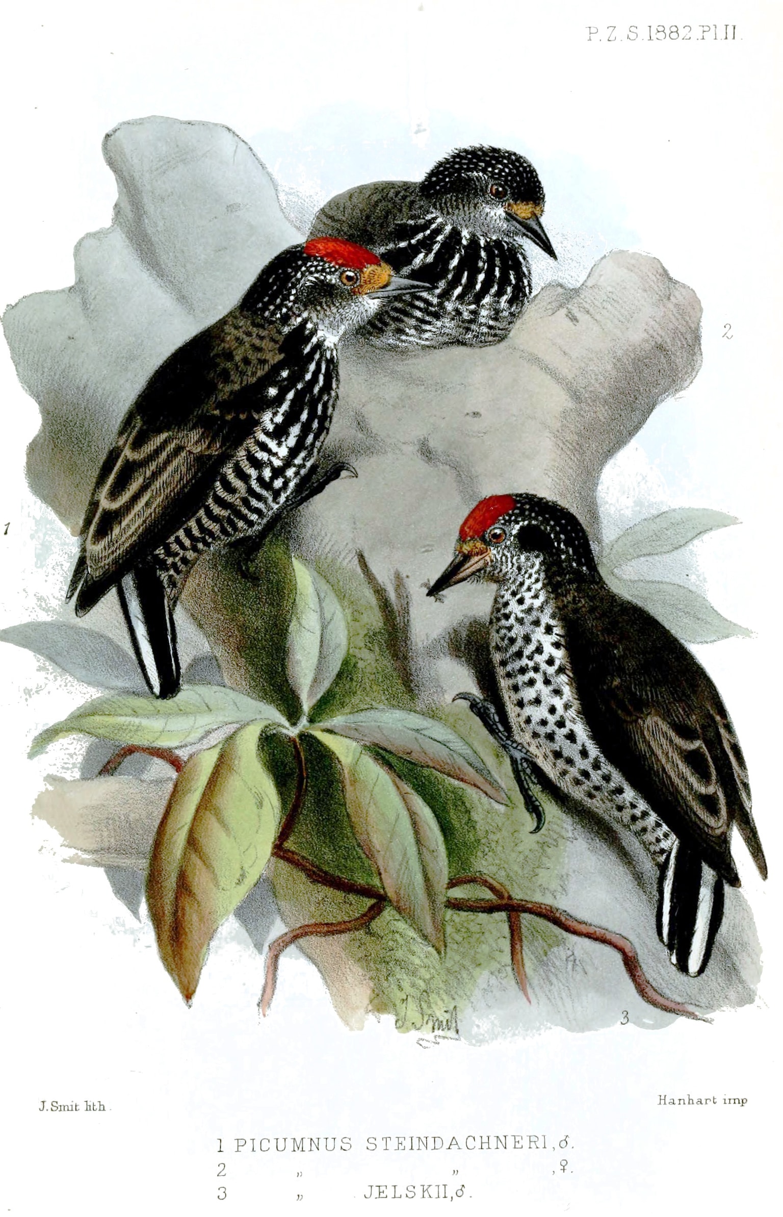 Ocellated piculet
