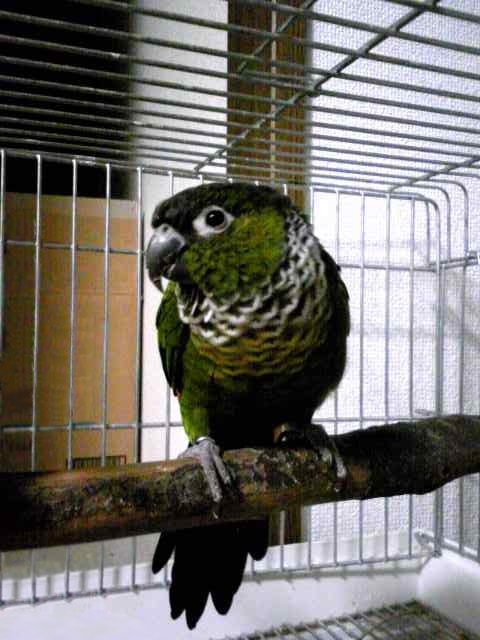 Black-capped parakeet