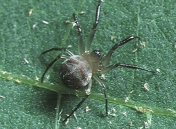 Theridiosomatidae